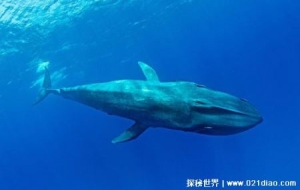 世界上最大的鲸鱼多少吨重，重达239吨的蓝鲸(堪比40头非洲象)