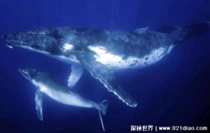 世界上最大的鲸鱼多少吨重，重达239吨的蓝鲸(堪比40头非洲象)