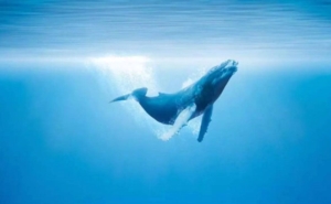 为什么鲸叫声那么恐怖 鲸鱼在什么时候会发出叫声