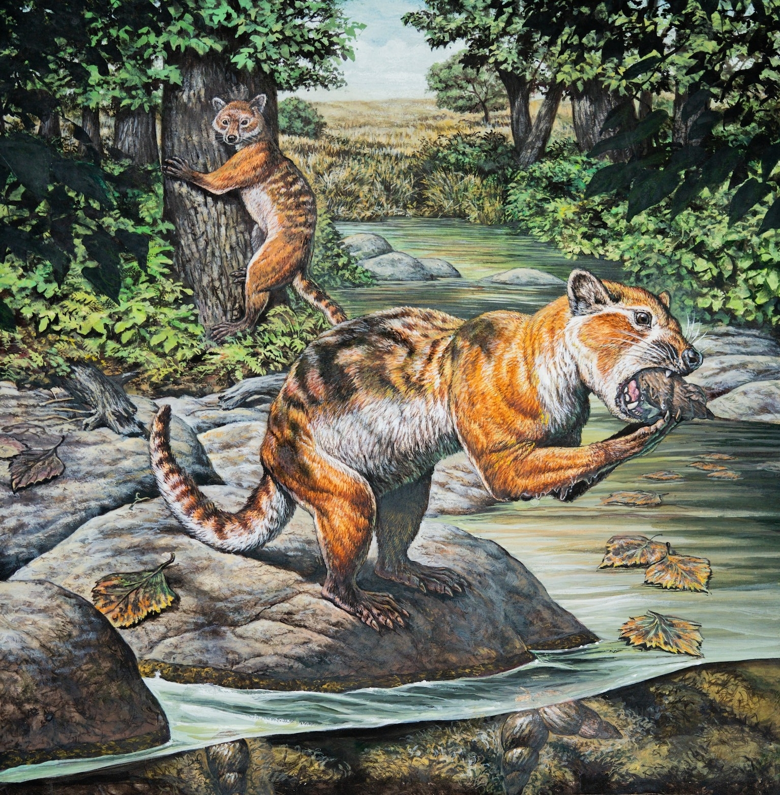 揭密奇特的“猫獭熊”化石Eoactos vorax