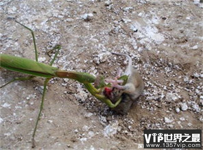 世界上最强的螳螂 （非洲绿巨螳、刺花螳螂等）