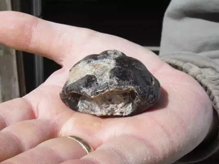 在英国怀特岛首次发现侧颈龟化石