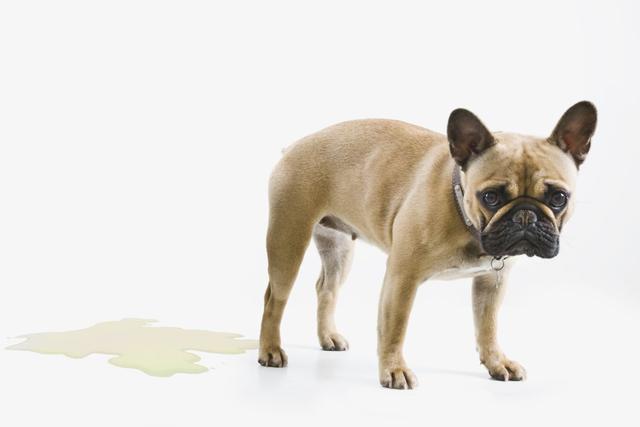 狗狗膀胱结石多大可以不用手术（狗狗的膀胱结石会有多严重）(2)