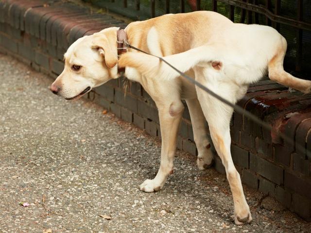 狗狗膀胱结石多大可以不用手术（狗狗的膀胱结石会有多严重）(3)
