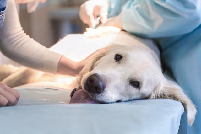 狗狗膀胱结石多大可以不用手术（狗狗的膀胱结石会有多严重）(4)