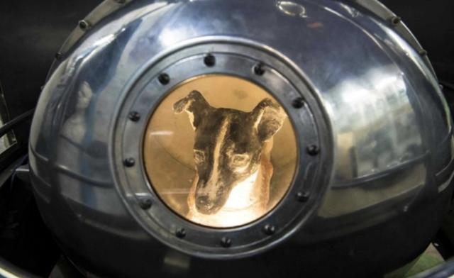 第一个上太空的狗现在怎么样了（宇宙汪莱卡第一只被送入太空的狗）(1)
