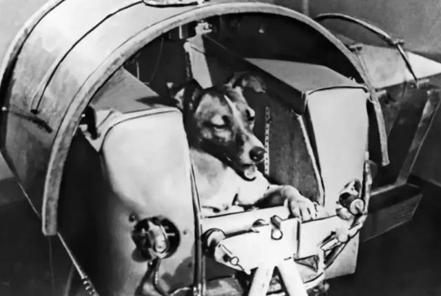 第一个上太空的狗现在怎么样了（宇宙汪莱卡第一只被送入太空的狗）(5)