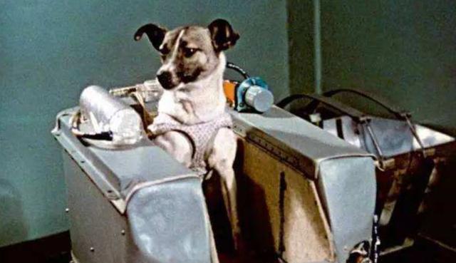 第一个上太空的狗现在怎么样了（宇宙汪莱卡第一只被送入太空的狗）(6)