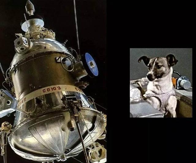 第一个上太空的狗现在怎么样了（宇宙汪莱卡第一只被送入太空的狗）(7)