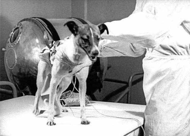第一个上太空的狗现在怎么样了（宇宙汪莱卡第一只被送入太空的狗）(12)