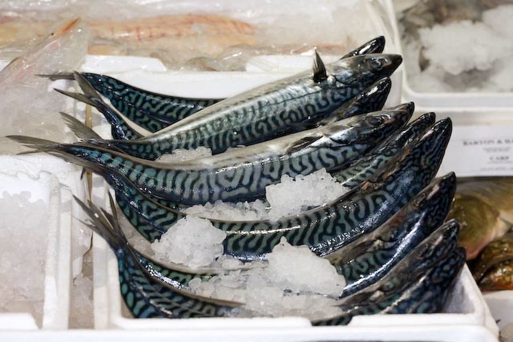 逾12年超限捕捞北大西洋鲭鱼不再是永续海鲜