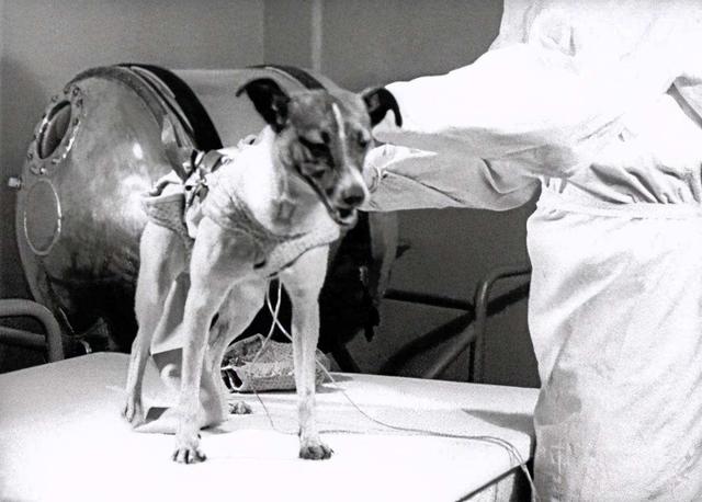 送入外太空的狗它究竟经历了什么（宇宙汪莱卡第一只被送入太空的流浪狗）(3)