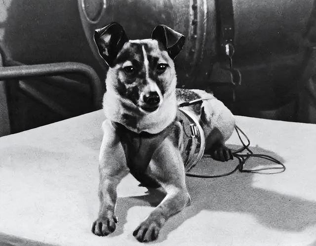 送入外太空的狗它究竟经历了什么（宇宙汪莱卡第一只被送入太空的流浪狗）(4)