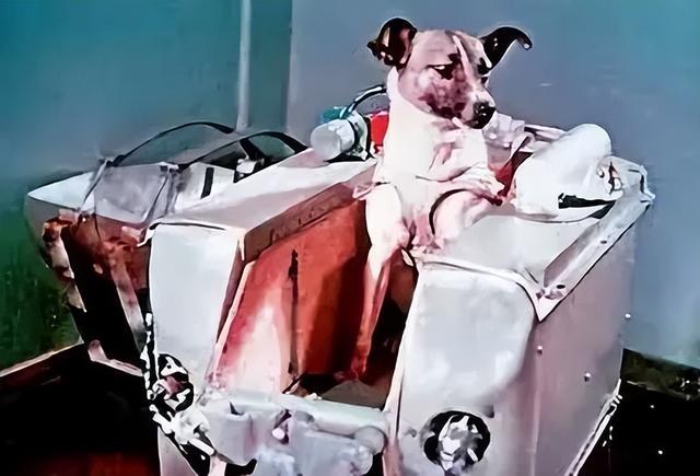 送入外太空的狗它究竟经历了什么（宇宙汪莱卡第一只被送入太空的流浪狗）(5)