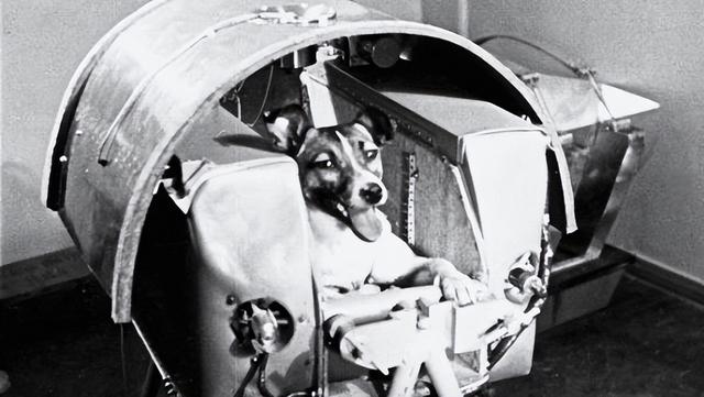 送入外太空的狗它究竟经历了什么（宇宙汪莱卡第一只被送入太空的流浪狗）(6)