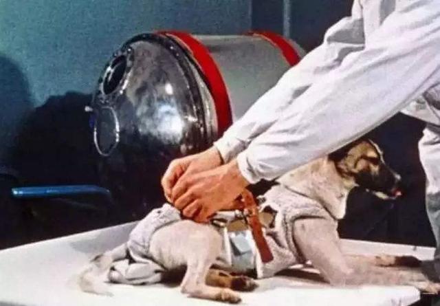 送入外太空的狗它究竟经历了什么（宇宙汪莱卡第一只被送入太空的流浪狗）(8)