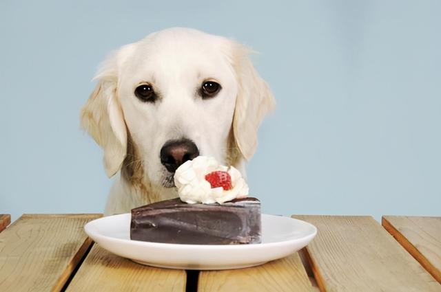 狗狗禁止吃的20种食物列表（别再给狗狗吃这些食物）(2)