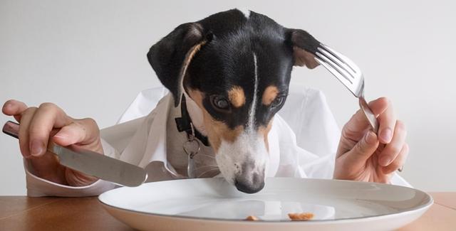狗狗禁止吃的20种食物列表（别再给狗狗吃这些食物）(5)