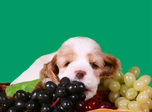 狗狗禁止吃的20种食物列表（别再给狗狗吃这些食物）(8)