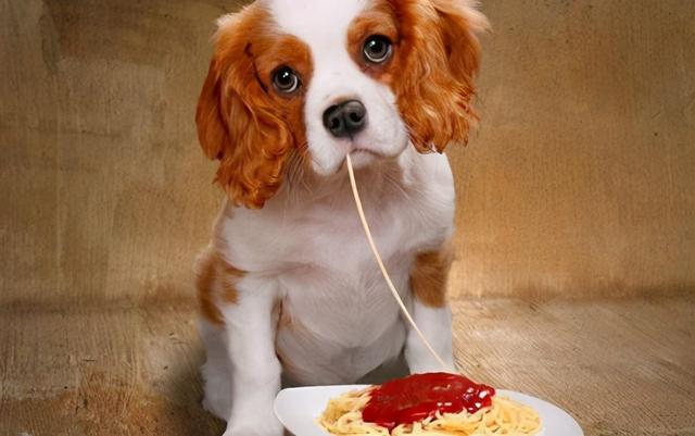 狗狗禁止吃的20种食物列表（别再给狗狗吃这些食物）(9)