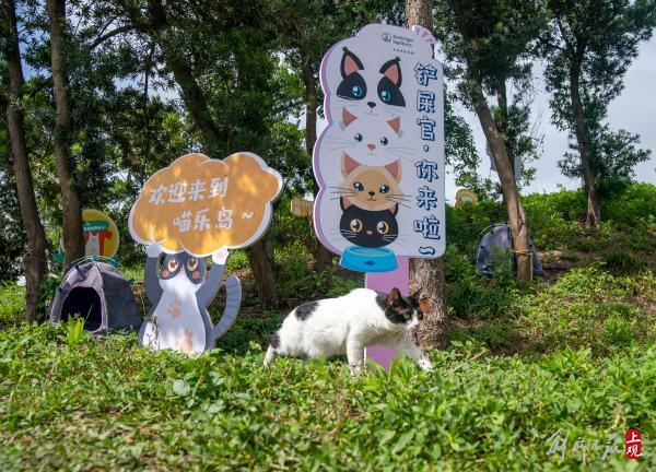 领养流浪猫的正确方式（上海首个流浪猫管理中心成立）(4)