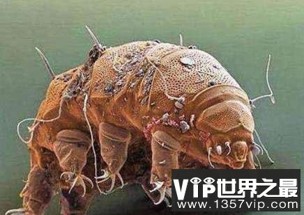 世界上最强的不死生物是什么？就是水熊虫！