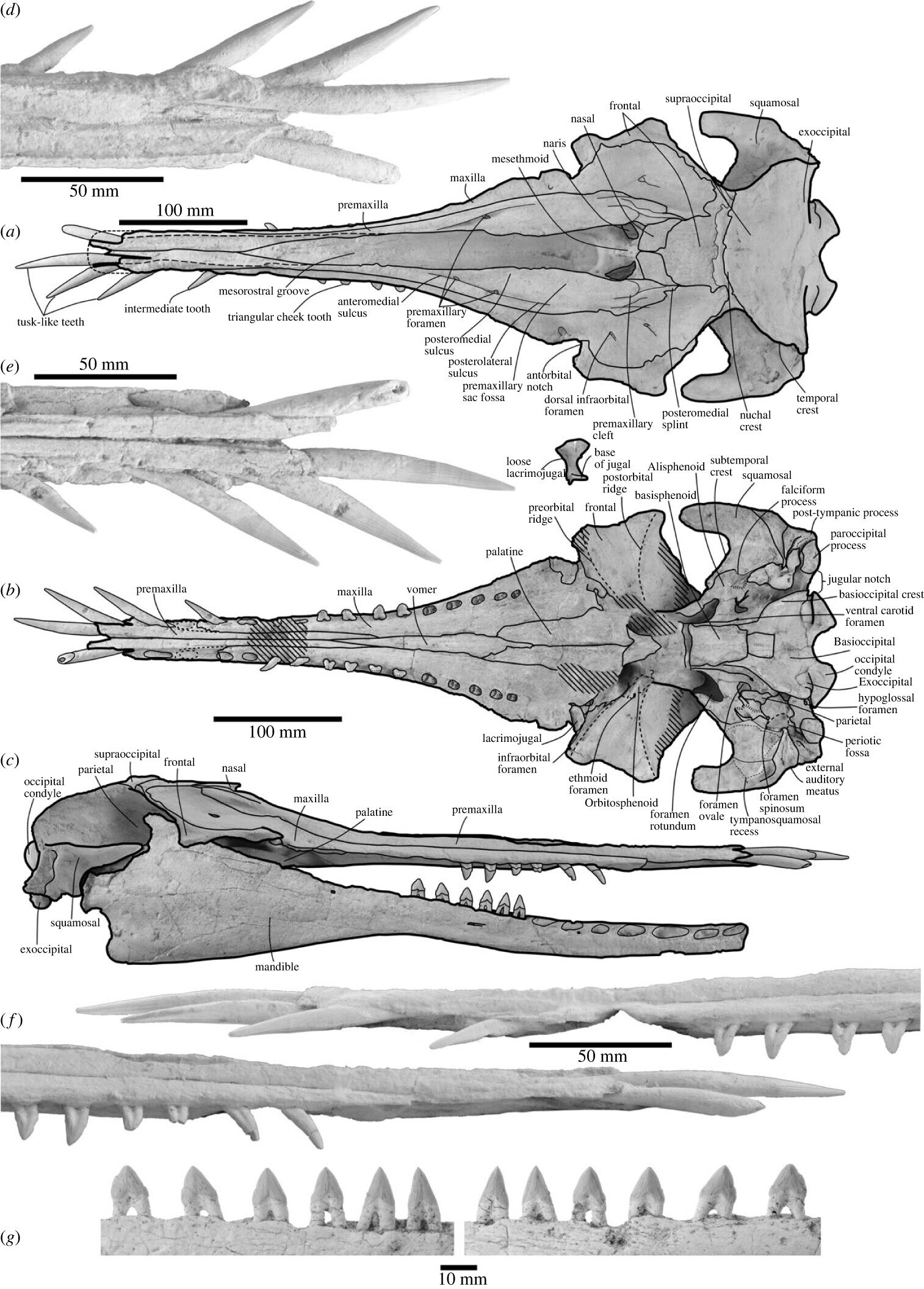 新西兰研究人员描述来自渐新世晚期长着象牙状牙齿的海豚新属种Nihohae matakoi