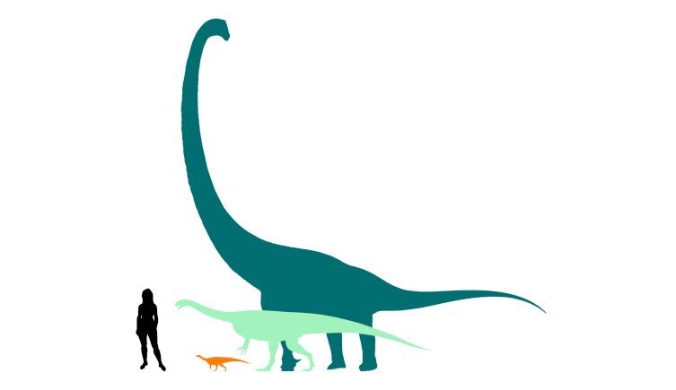 化石揭示侏罗纪最小的蜥脚类恐龙