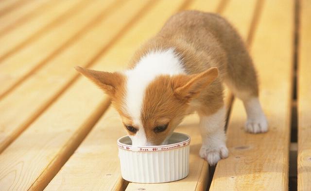 对狗狗最有营养好吸收的食物（这6种不起眼的食物）(1)