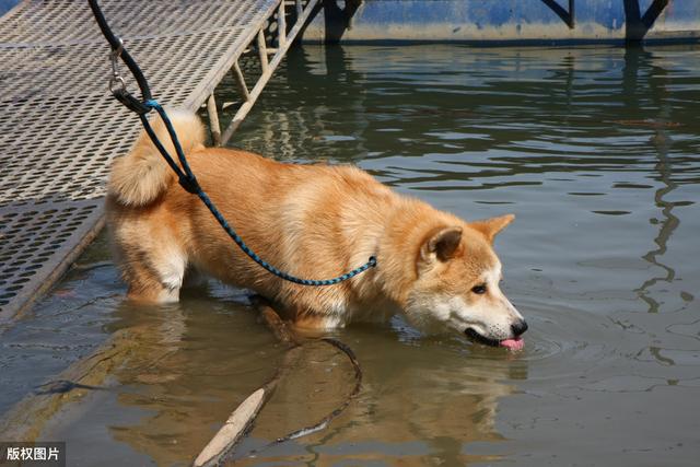 喂狗狗的水有什么好处（这5种水能给狗狗多喝）(1)
