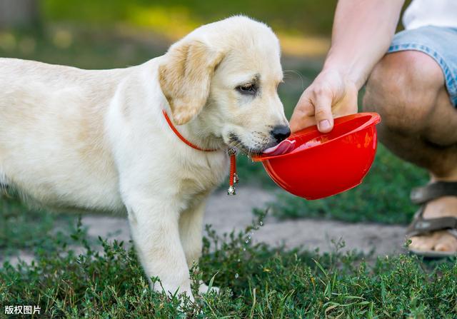 喂狗狗的水有什么好处（这5种水能给狗狗多喝）(2)