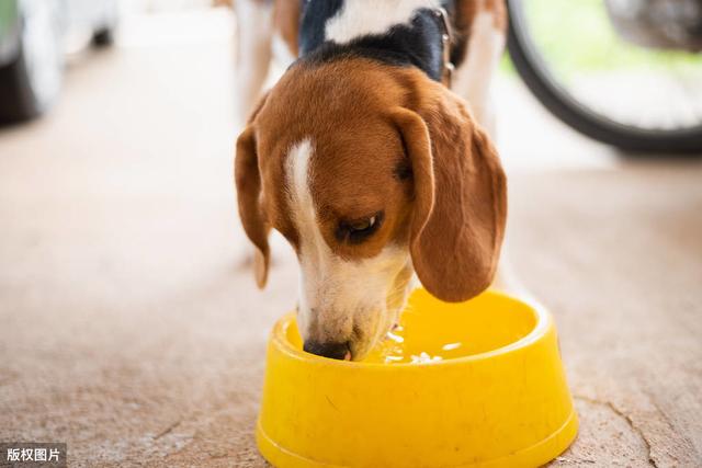 喂狗狗的水有什么好处（这5种水能给狗狗多喝）(7)