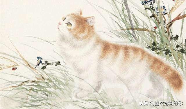 中华田园猫在古代都有什么雅称（古人眼里的名猫）(5)