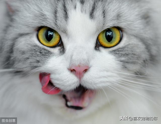中华田园猫在古代都有什么雅称（古人眼里的名猫）(7)