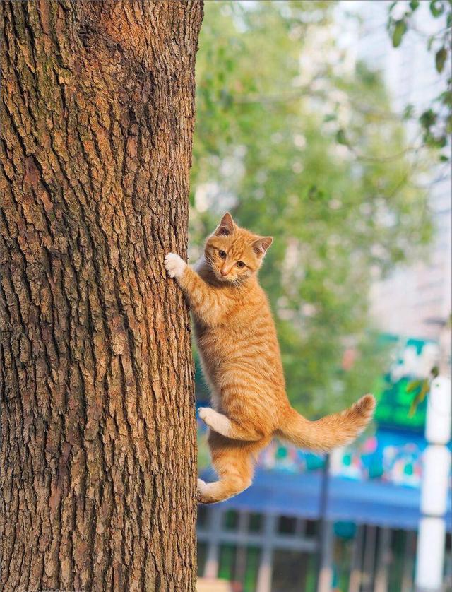 路边捡到一只超凶的小奶猫（网友在上海偶遇一只会爬树的流浪小橘猫）(1)