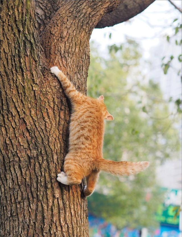 路边捡到一只超凶的小奶猫（网友在上海偶遇一只会爬树的流浪小橘猫）(2)