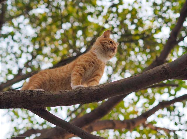 路边捡到一只超凶的小奶猫（网友在上海偶遇一只会爬树的流浪小橘猫）(4)