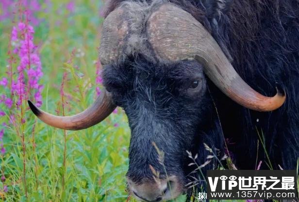 世界上皮毛最长的动物 麝牛可抵御寒冷(不是真的牛)
