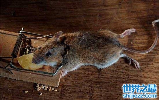 巨型老鼠真实存在，传说比普通老鼠大四倍