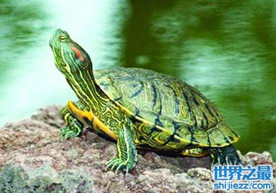 巴西龟的寿命有多长，养好了也不能给你送终！