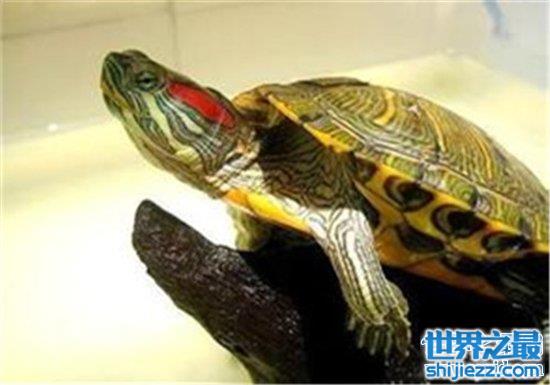 巴西龟的寿命有多长，养好了也不能给你送终！