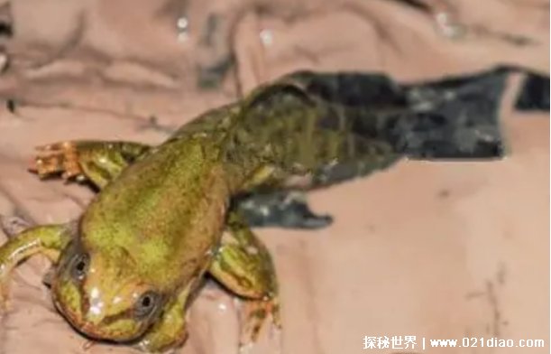  不合理蛙可以吃吗 不合理蛙中国有吗（可以吃）