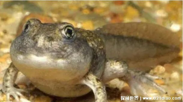  不合理蛙可以吃吗 不合理蛙中国有吗（可以吃）