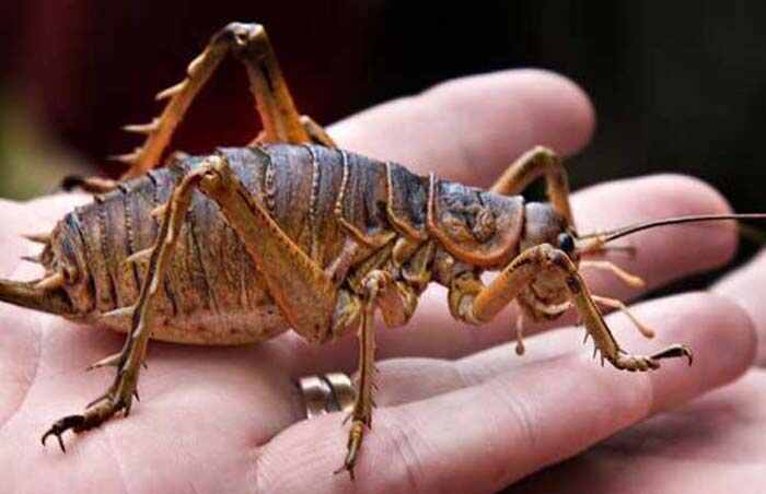 世界上现存十类最大的昆虫，皆是昆虫届“巨无霸”