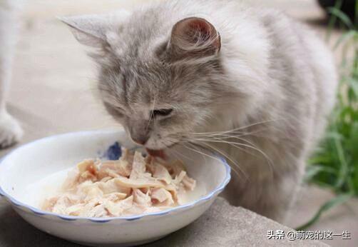 猫咪挑食只吃好的怎么办（猫咪不吃饭挑食）(1)