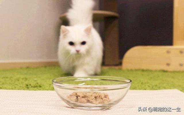 猫咪挑食只吃好的怎么办（猫咪不吃饭挑食）(2)