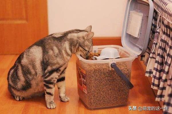 猫咪挑食只吃好的怎么办（猫咪不吃饭挑食）(3)