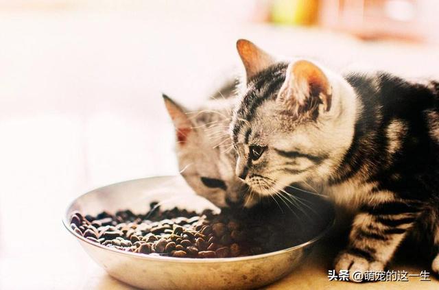 猫咪挑食只吃好的怎么办（猫咪不吃饭挑食）(6)