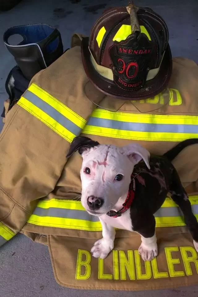 消防员救小狗最后成了消防犬（消防员救了一只大面积烧伤的狗狗）(11)