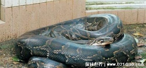  2009年广西桂平挖蛇事件 是一条虚假新闻(不可信)